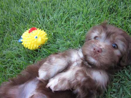 chocolate-havanese-puppy-playing-in-utah